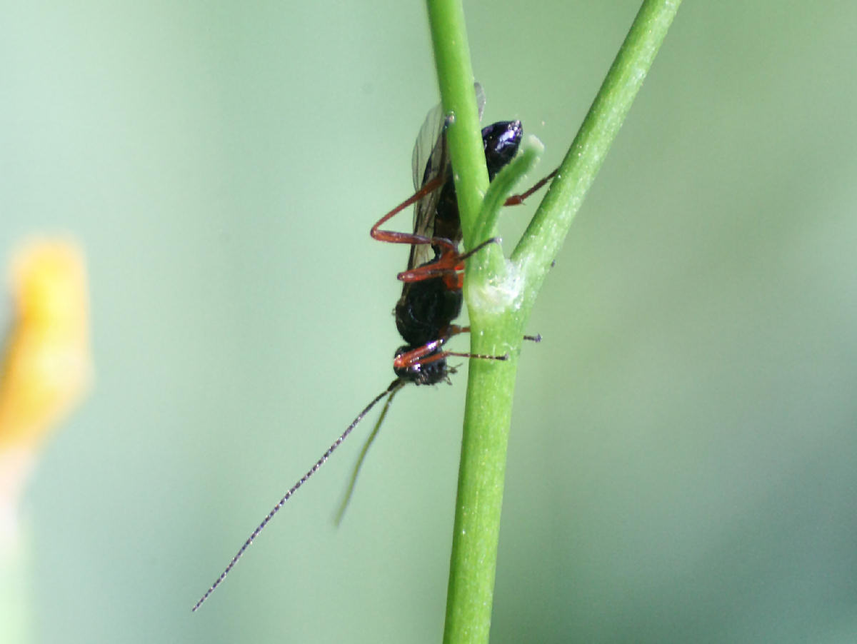 piccolo imenottero da identificare